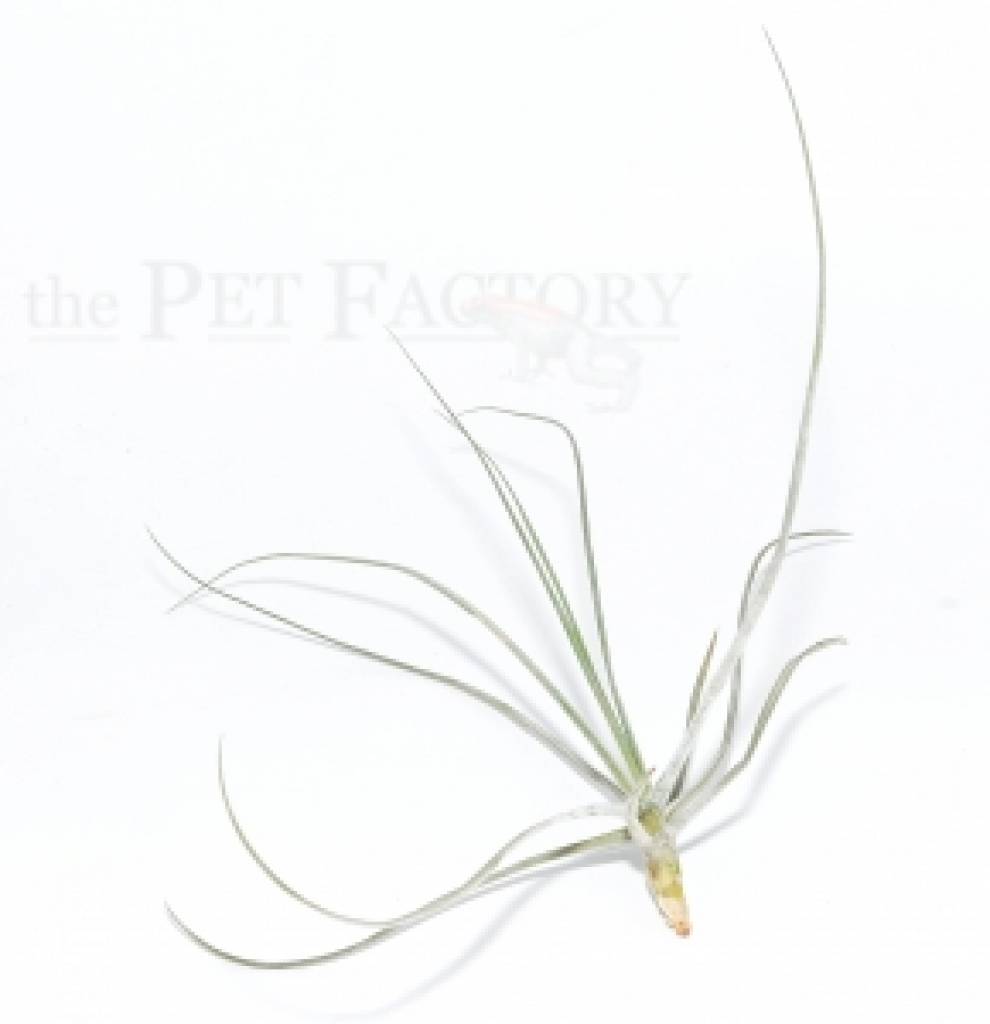 Tillandsia schiedeana major